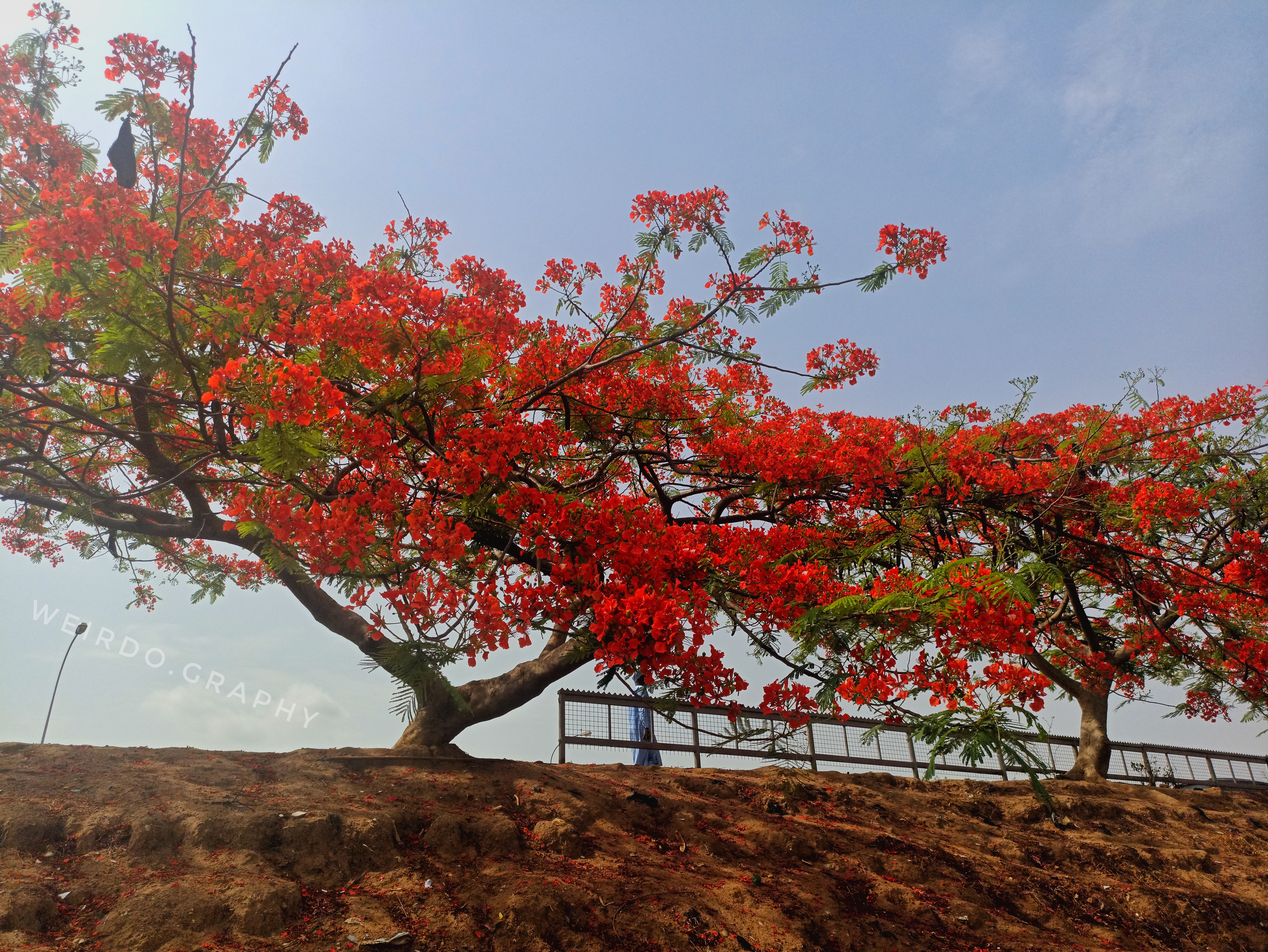 Sakura of the Tropics