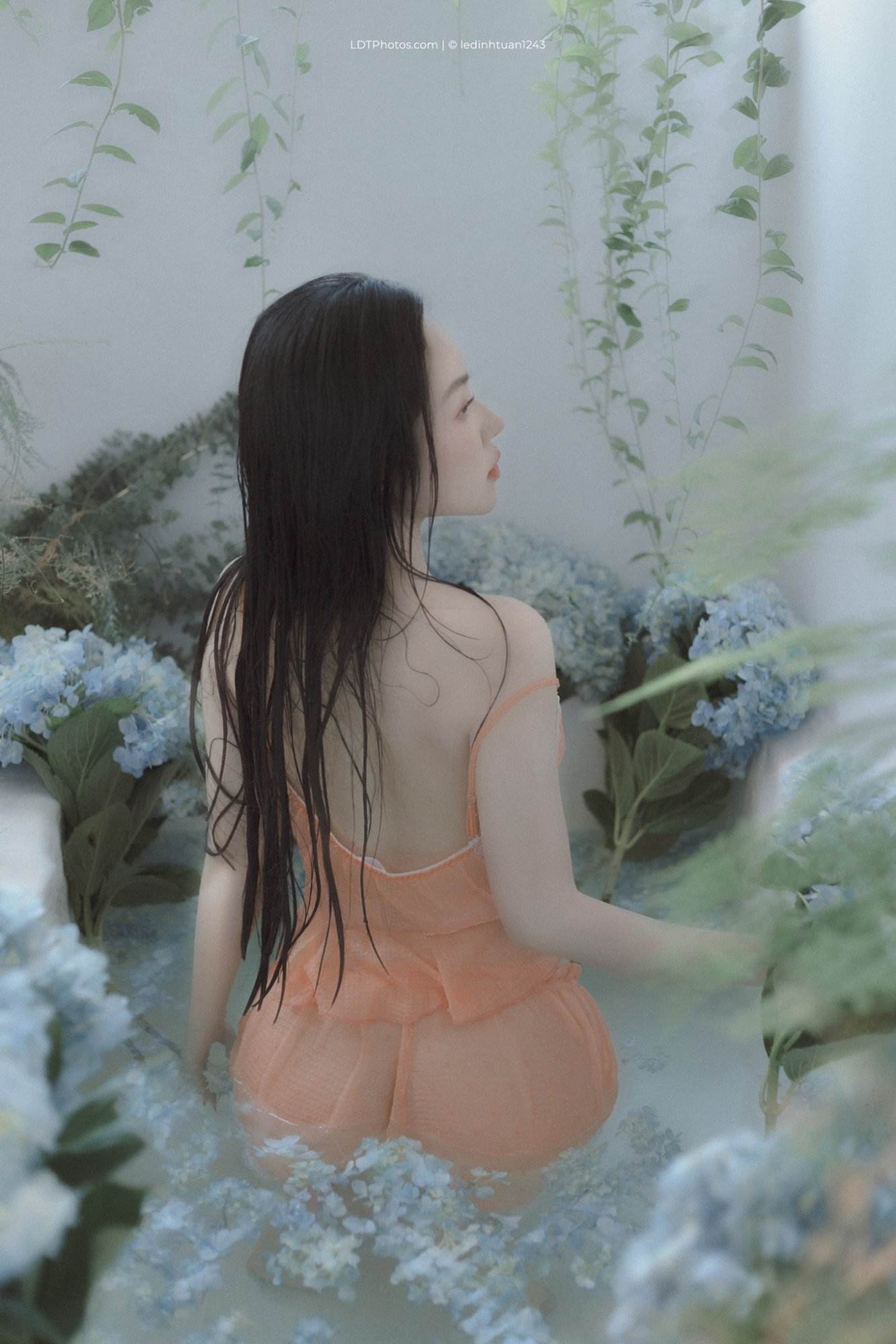 Cẩm tú cầu xanh