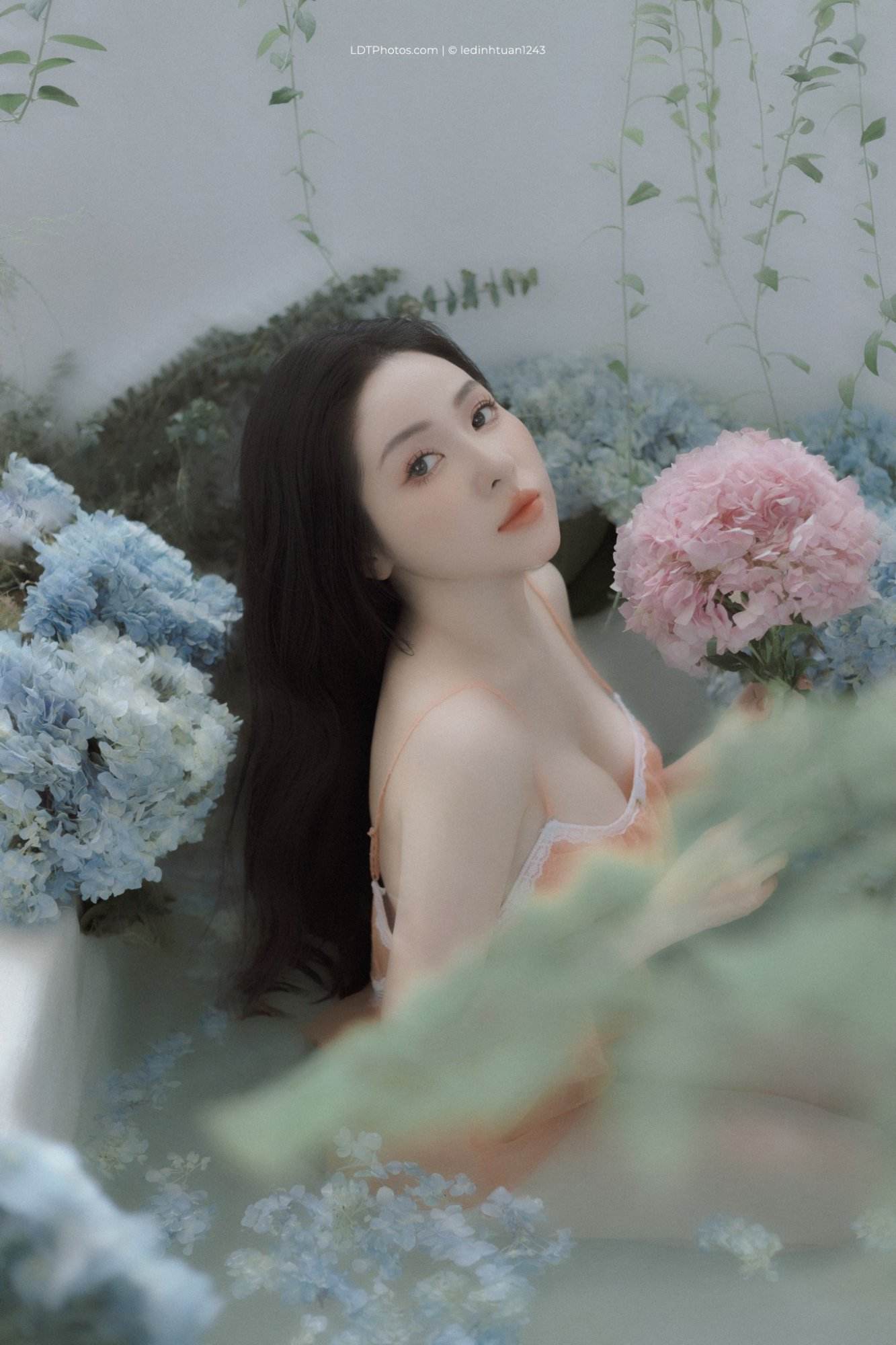 Cẩm tú cầu xanh