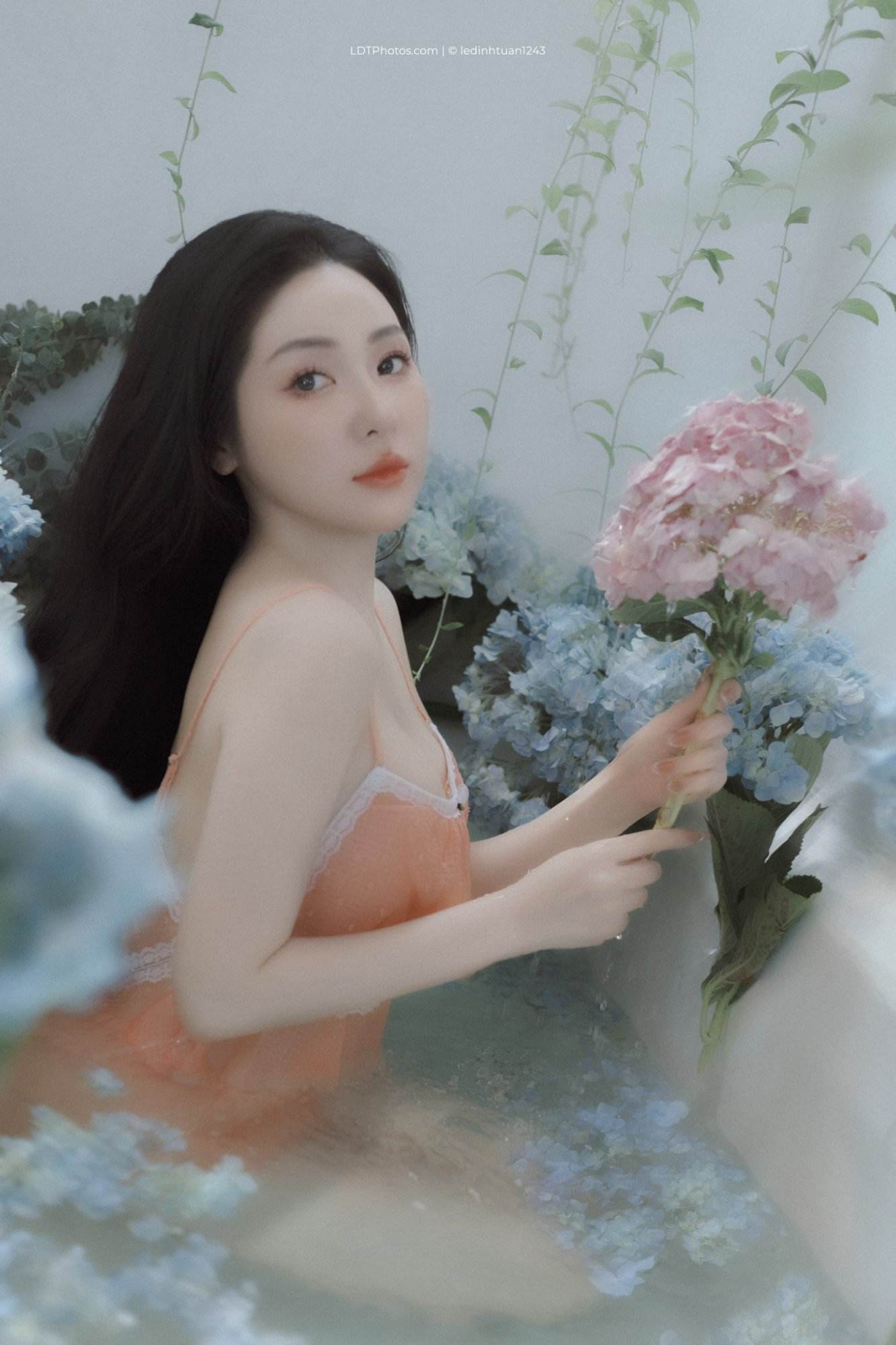 Cẩm tú cầu xanh