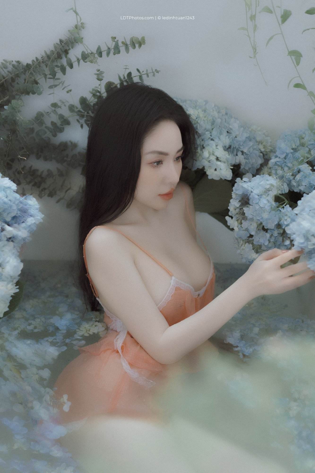 Cẩm tú cầu xanh