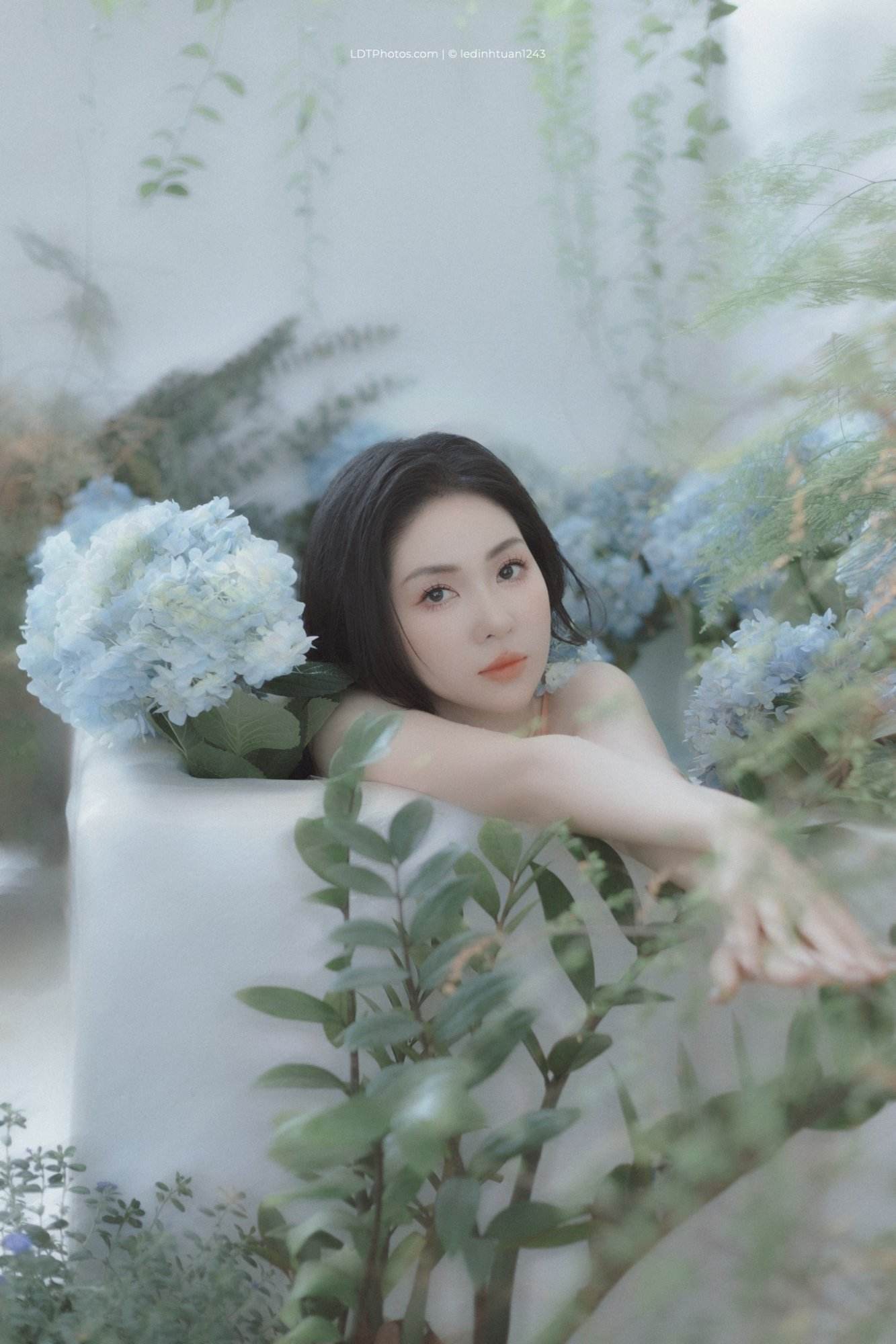 Cẩm tú cầu xanh