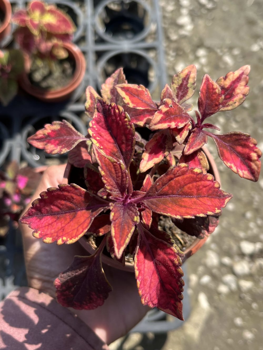 彩葉草編號30 頂上花藝