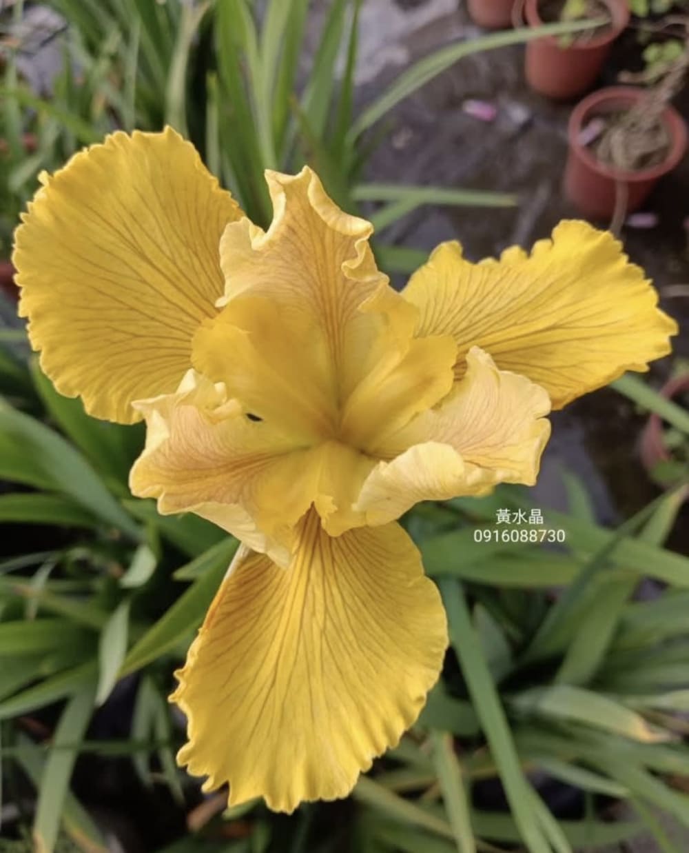 黃水晶 頂上花藝