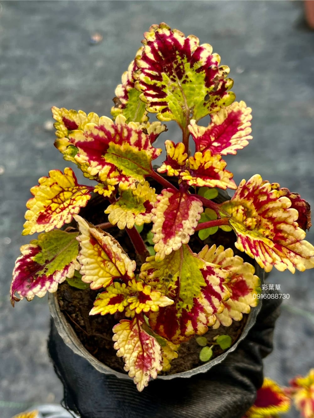 彩葉草編號21 頂上花藝