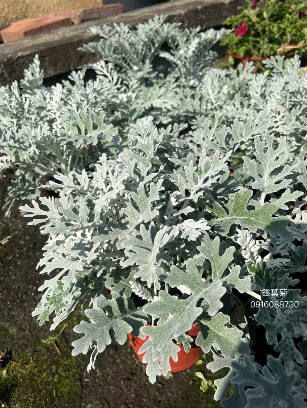 銀葉菊 頂上花藝