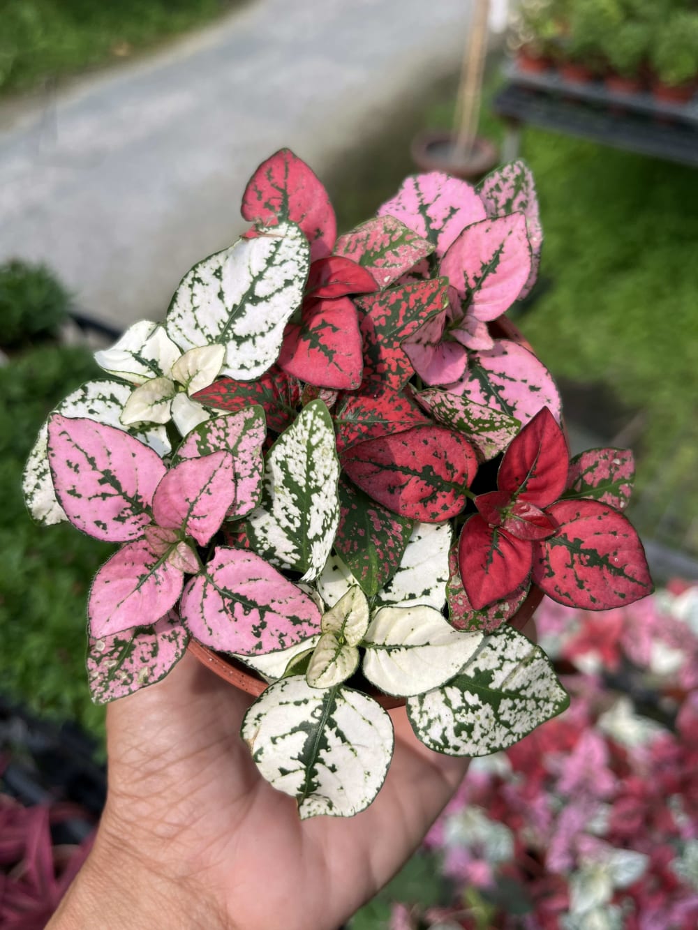 三色嫣紅蔓 頂上花藝