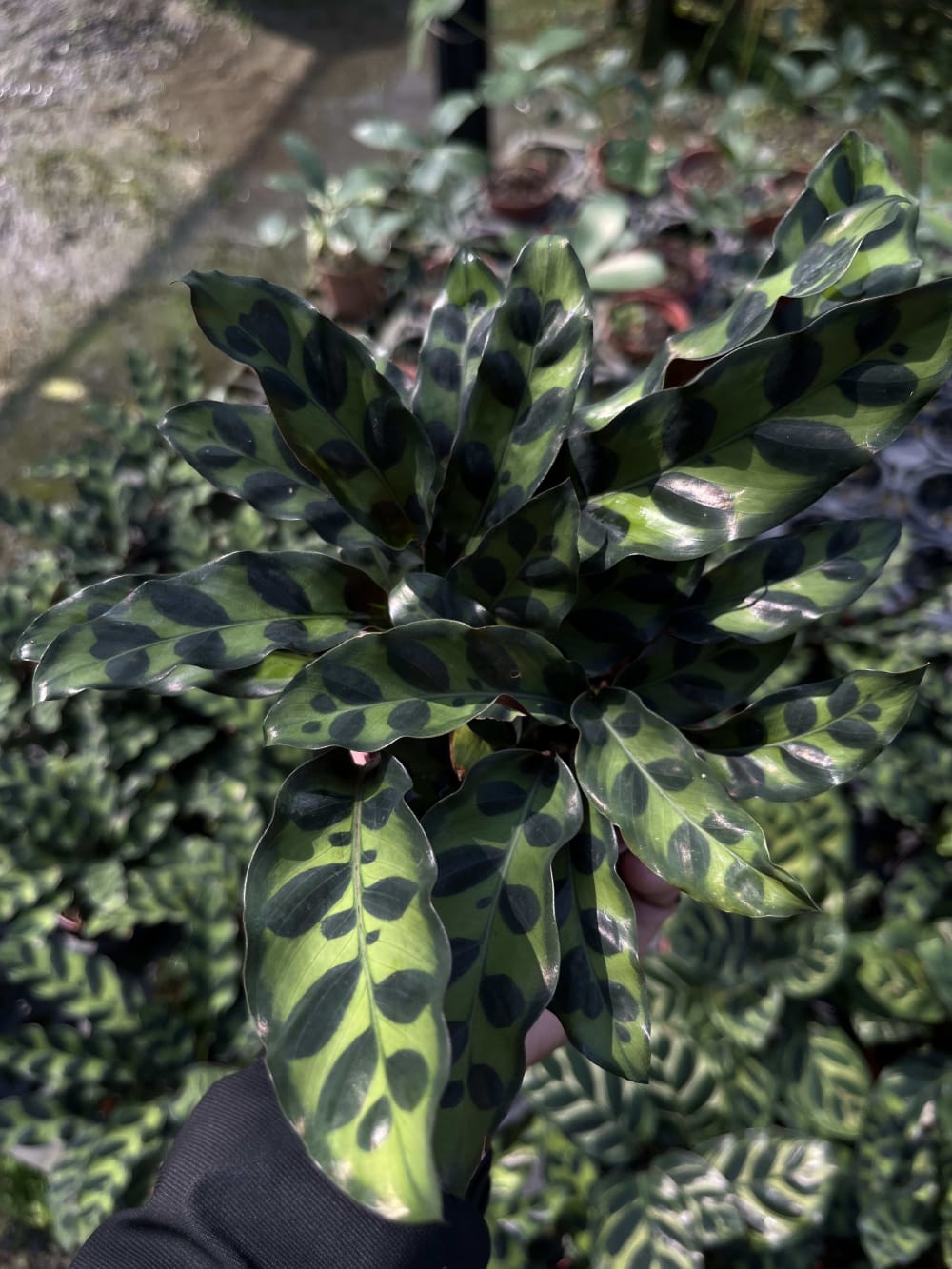 孔雀竹芋 頂上花藝