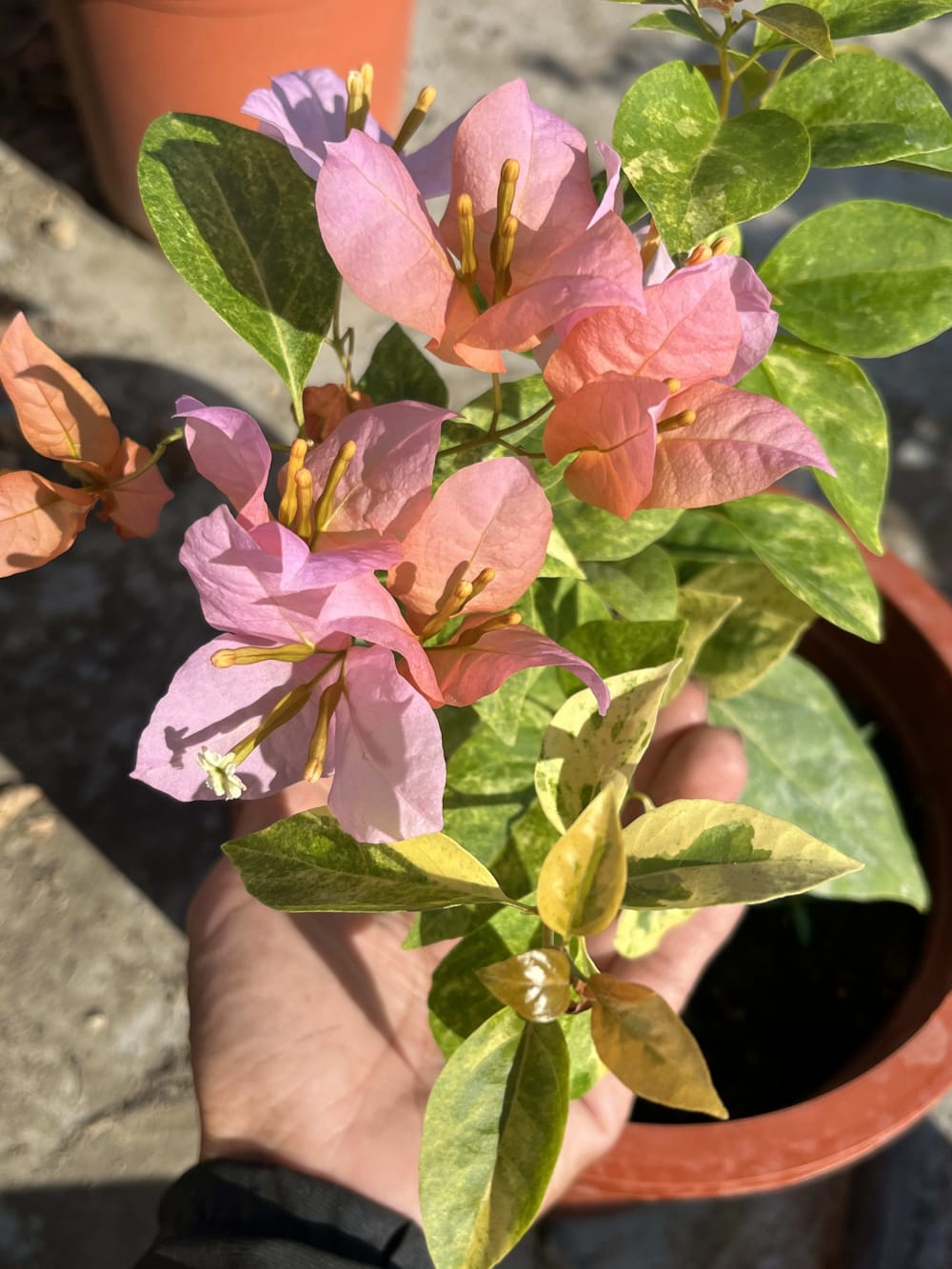 沙斑金髮女郎 頂上花藝