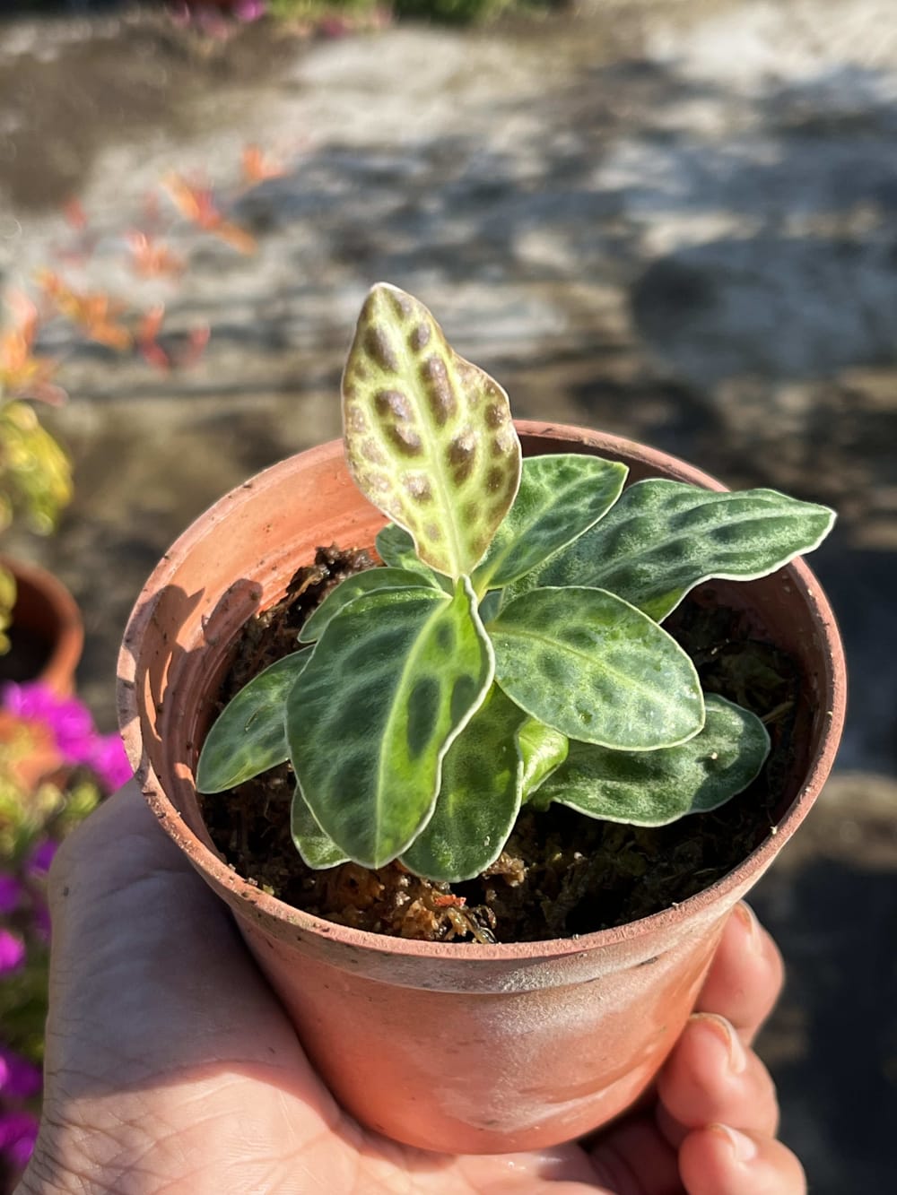 鱷皮紫金牛 頂上花藝