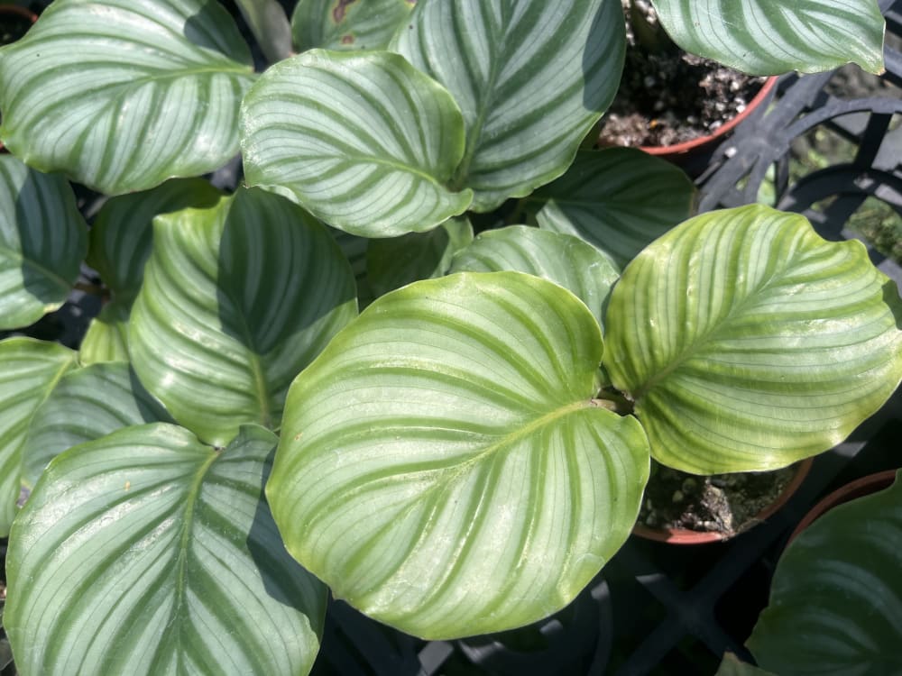 青蘋果竹芋 頂上花藝