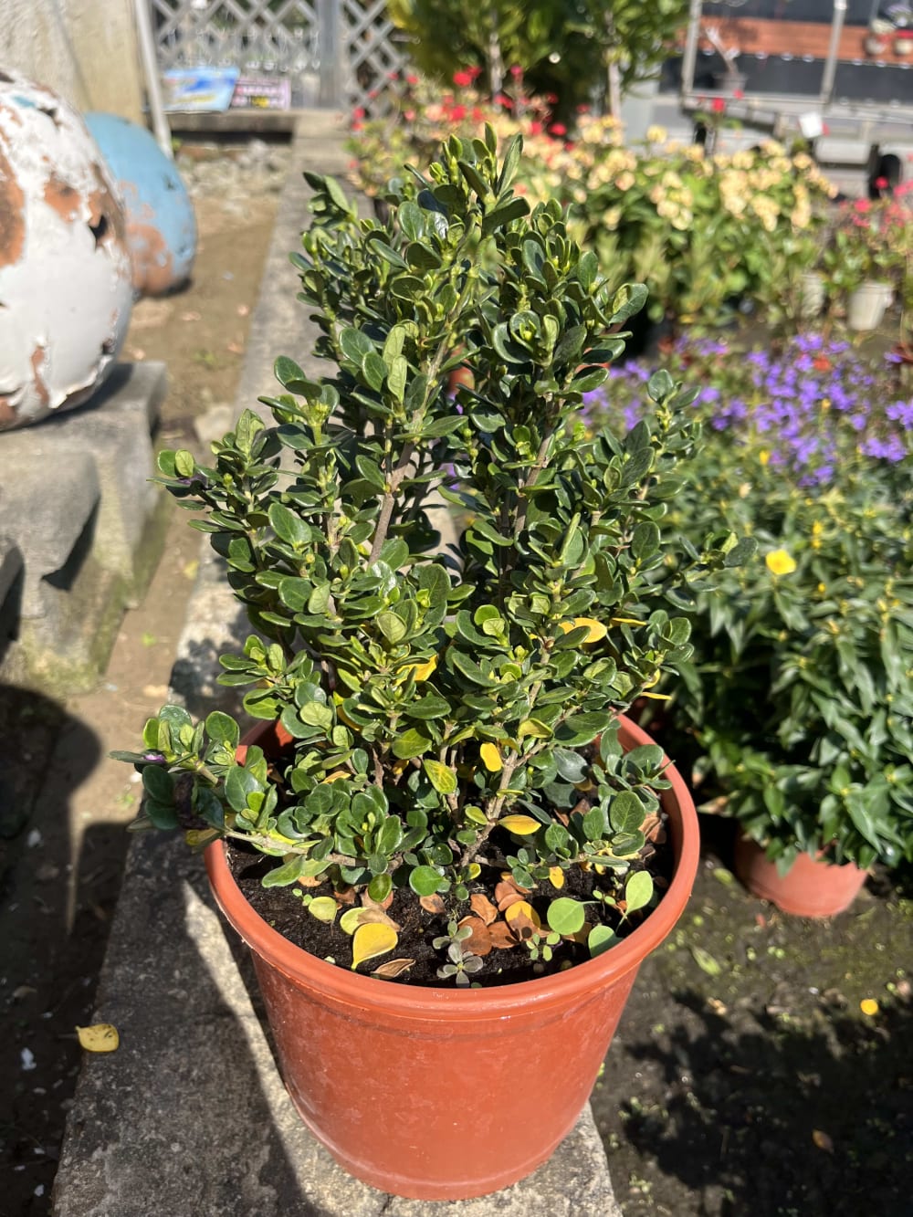 日本槴子花 頂上花藝