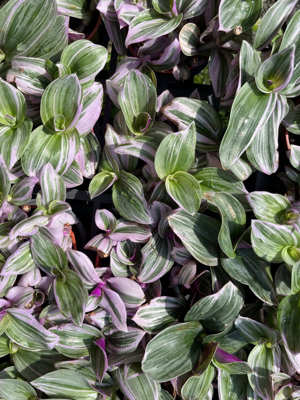 油畫婚禮 頂上花藝