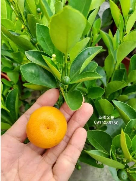 四季金桔 頂上花藝
