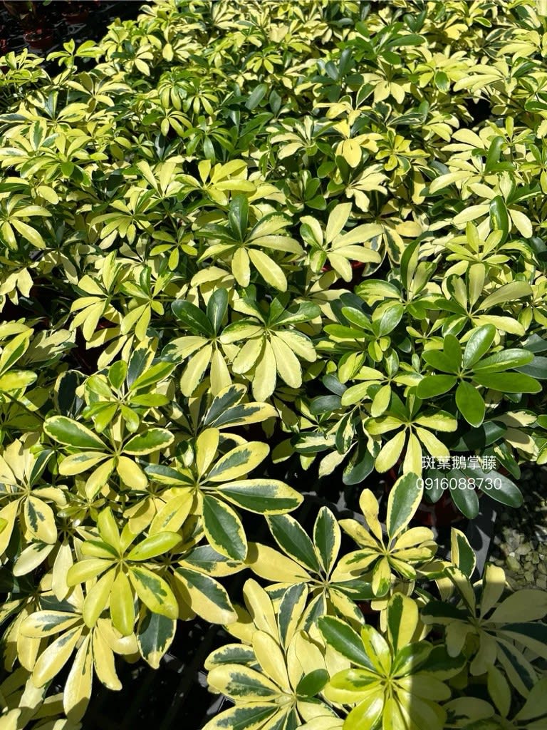 斑葉鵝掌藤 頂上花藝