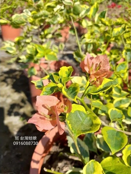 斑葉台灣姑娘 頂上花藝