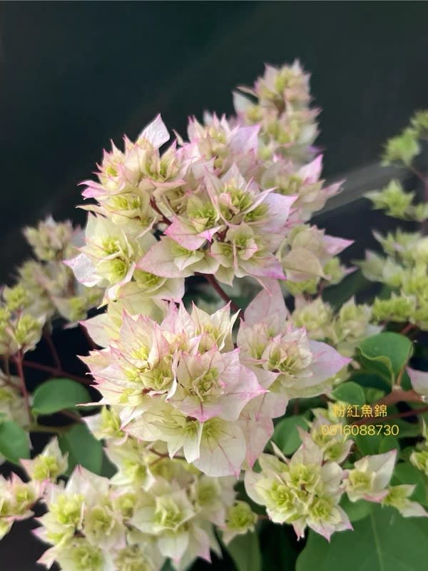 粉紅魚錦 頂上花藝