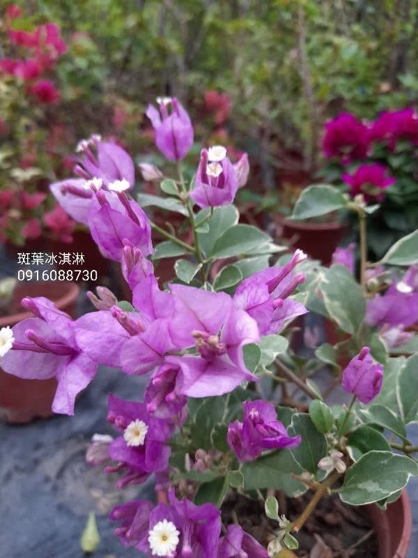 斑葉冰淇淋 頂上花藝