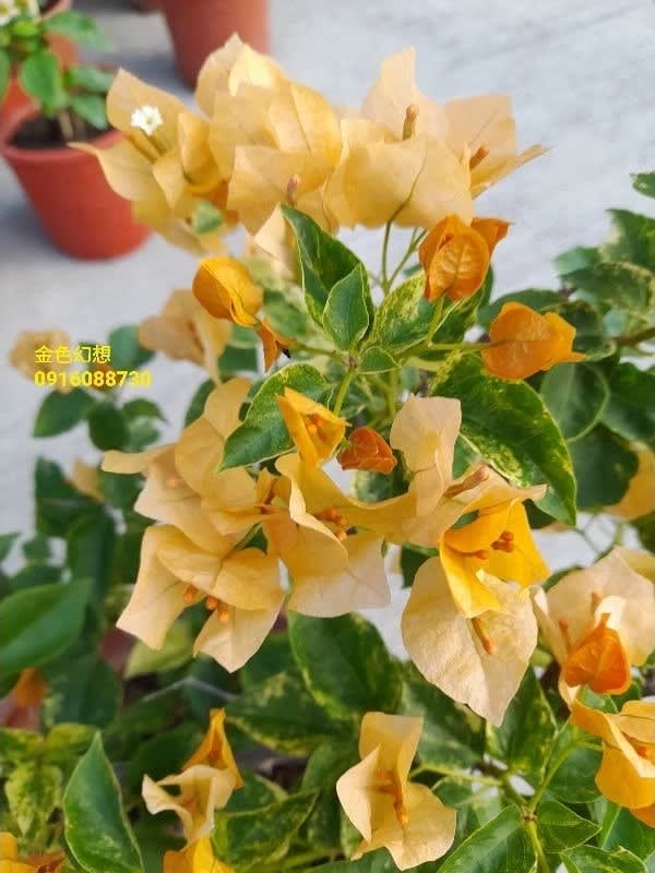 金色幻想 頂上花藝