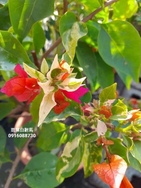 斑葉白駙馬 頂上花藝