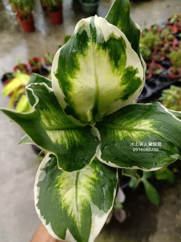 冰山美人黛粉葉 頂上花藝