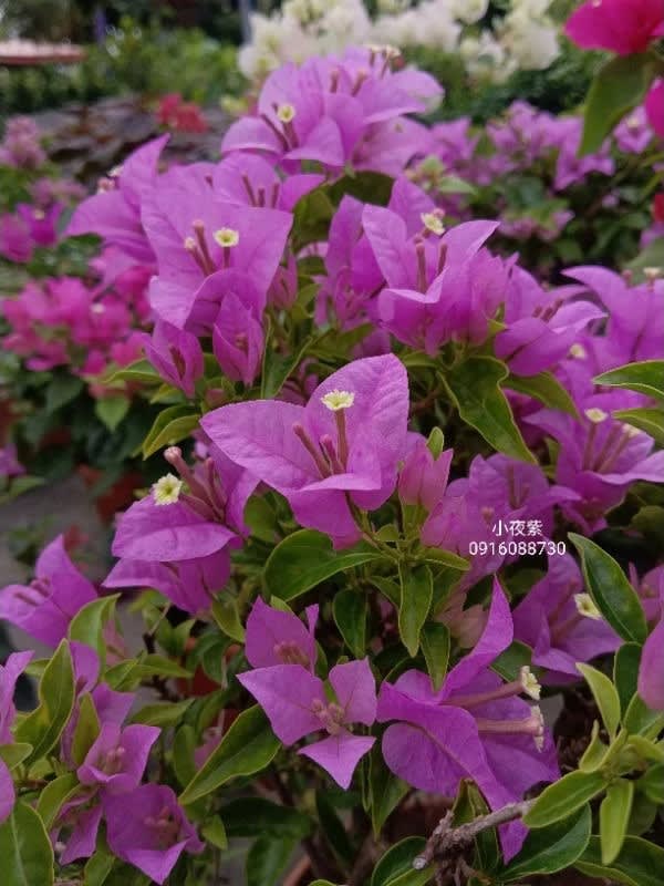 小夜紫 頂上花藝