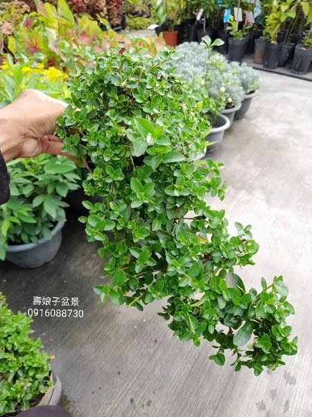 壽娘子 頂上花藝