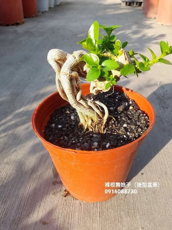 裸根造型壽娘子 頂上花藝