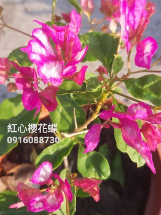 紅心櫻花蝶 頂上花藝