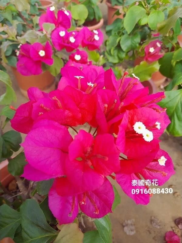 泰國奇花 頂上花藝