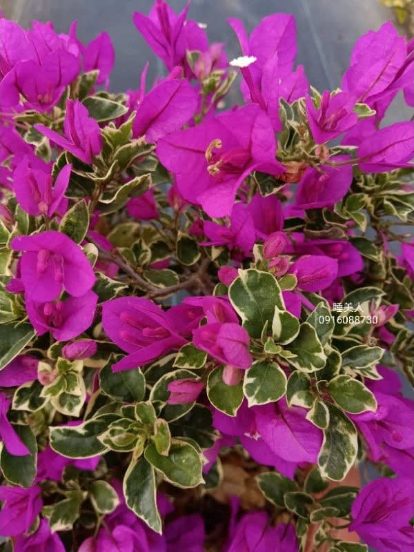 睡美人 頂上花藝