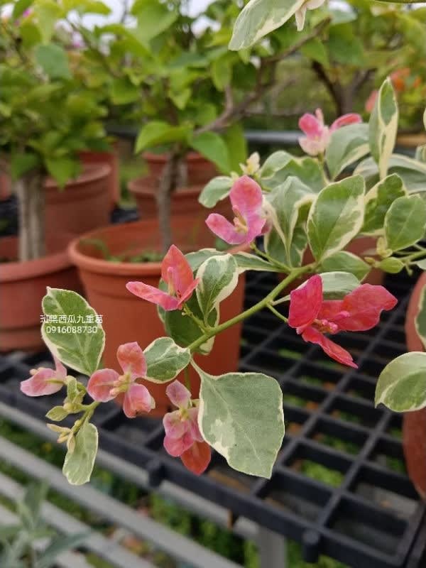 斑葉西瓜 頂上花藝