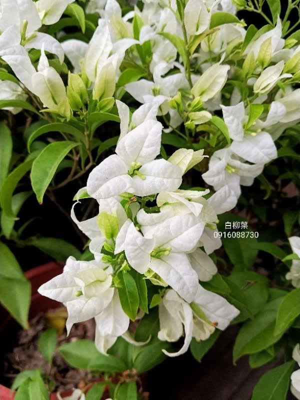 柳葉白 頂上花藝