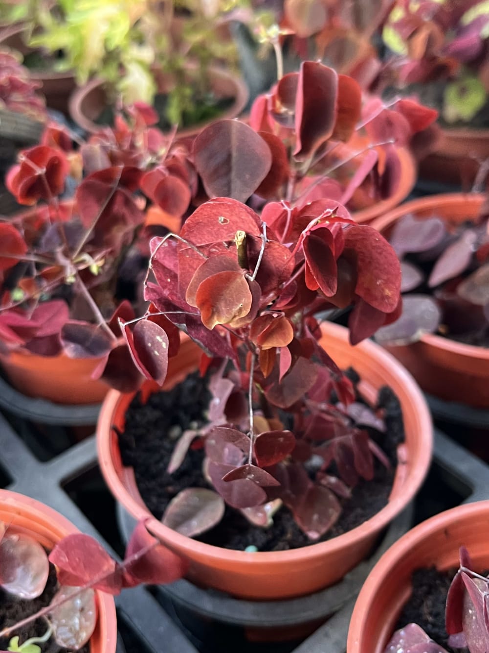 小紅楓 頂上花藝