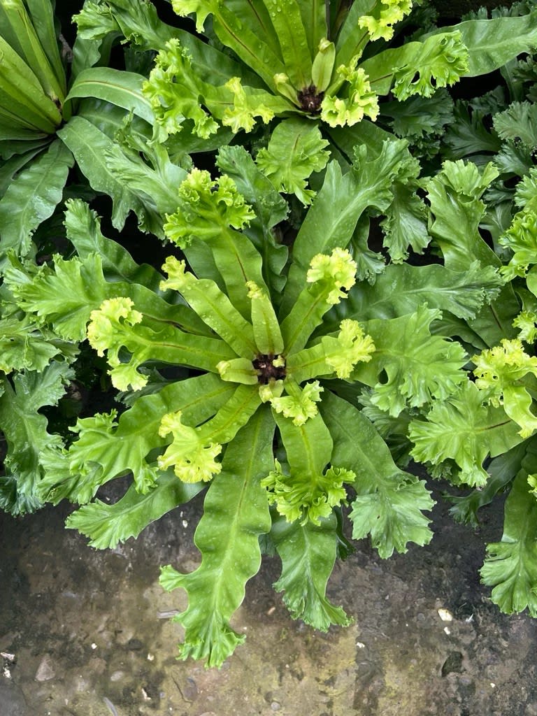 鹿耳蕨 頂上花藝