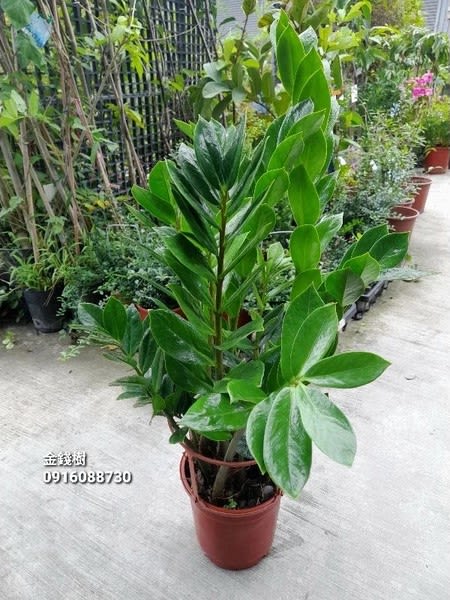 金錢樹 頂上花藝