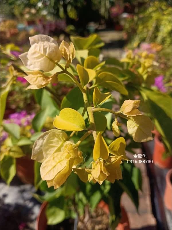 金龍魚 頂上花藝