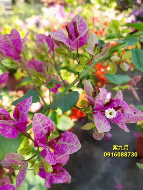 紫九月 頂上花藝