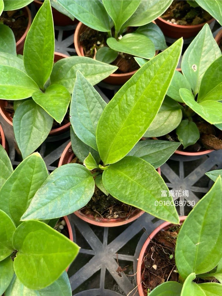 富貴花燭 頂上花藝