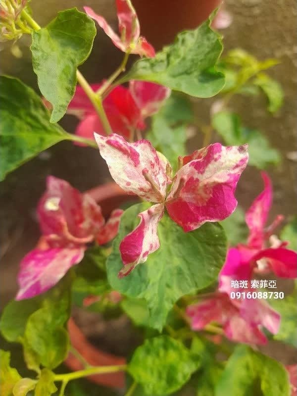 暗斑索菲亞 頂上花藝
