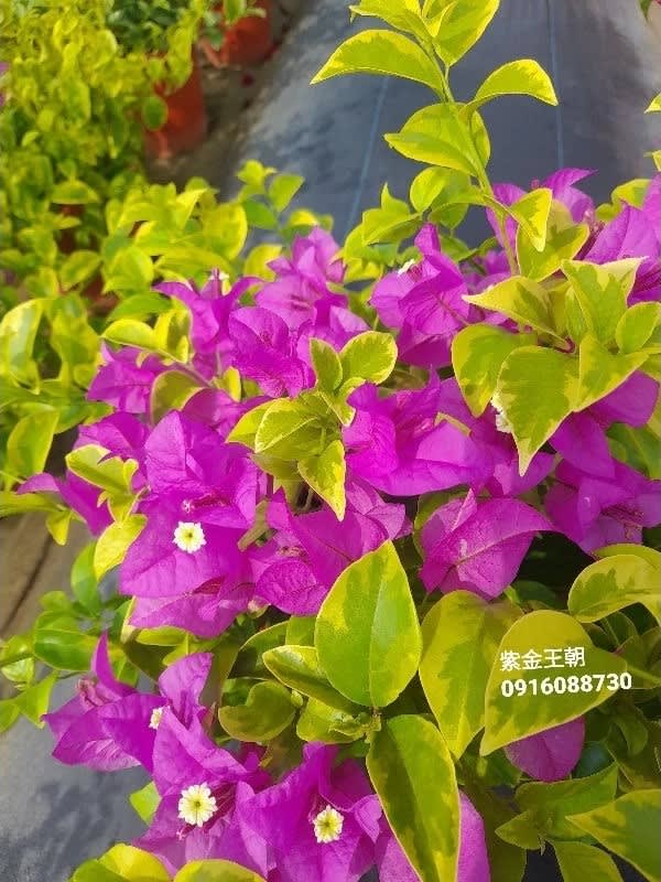 紫金王朝 頂上花藝