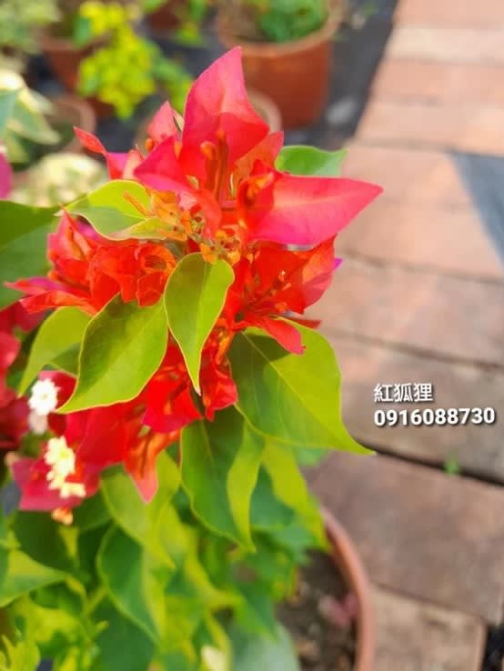 紅狐狸 頂上花藝