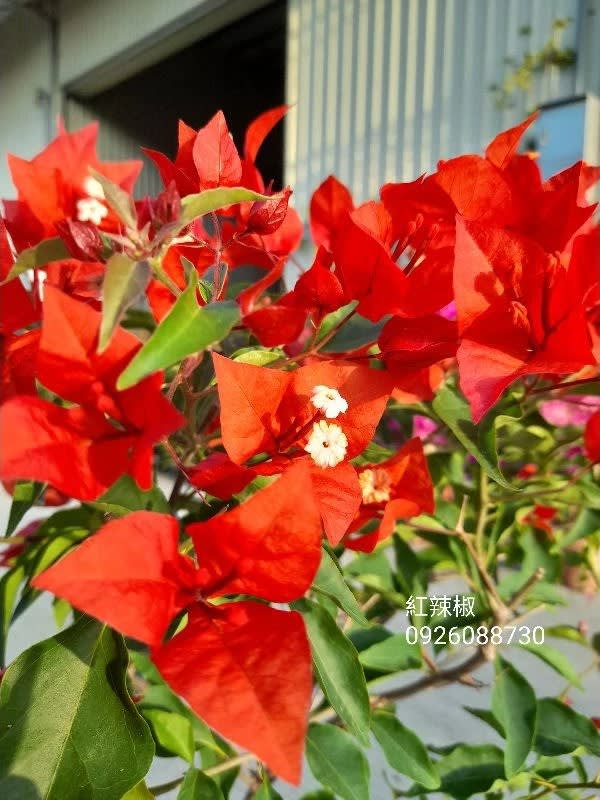 紅辣椒 頂上花藝