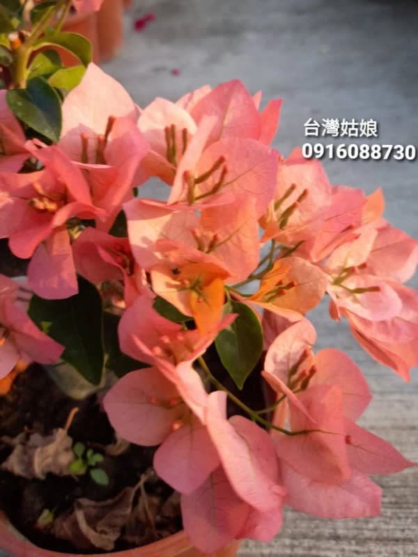 台灣姑娘 頂上花藝