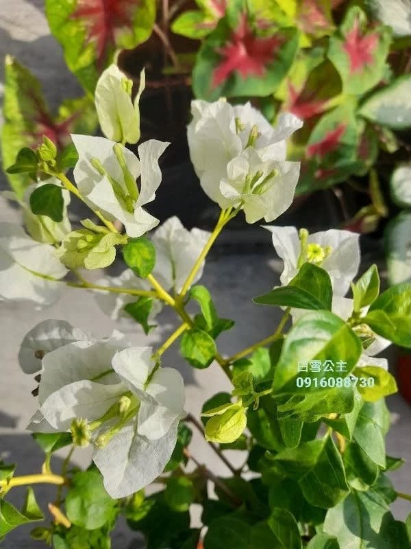 暗斑白雪公主 頂上花藝