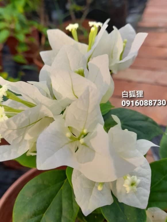 白狐狸 頂上花藝