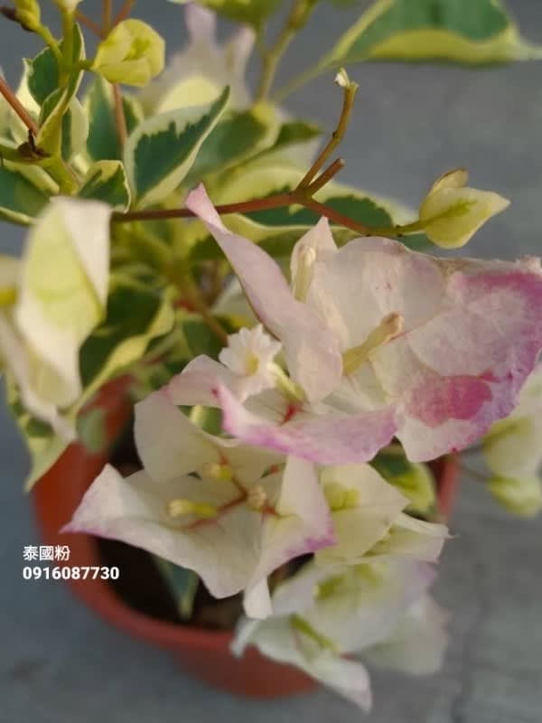 斑葉泰國粉 頂上花藝