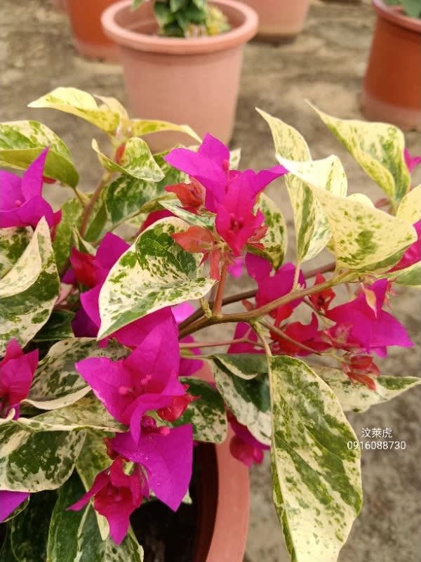 汶萊虎 頂上花藝