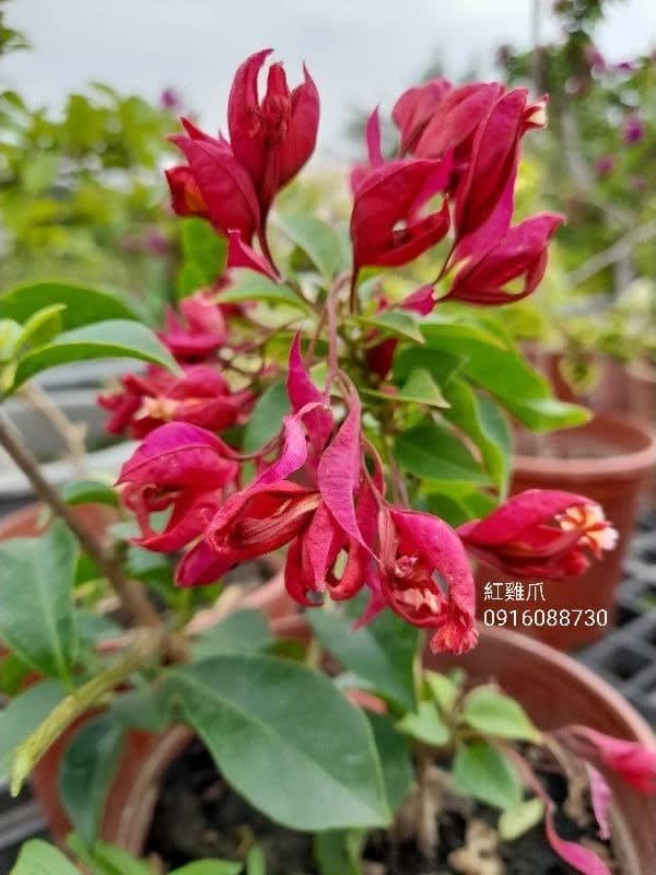 紅雞爪 頂上花藝