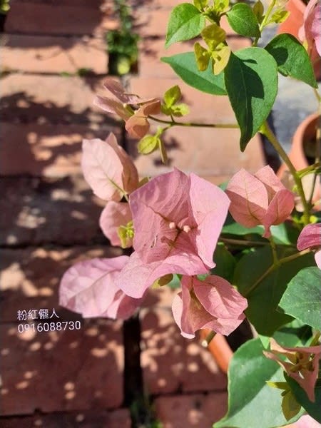 暗斑儷人 頂上花藝